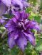 Клематис Даниэль Деронда. (Clematis Daniel Deronda) ІІ группа CS1713 фото 5