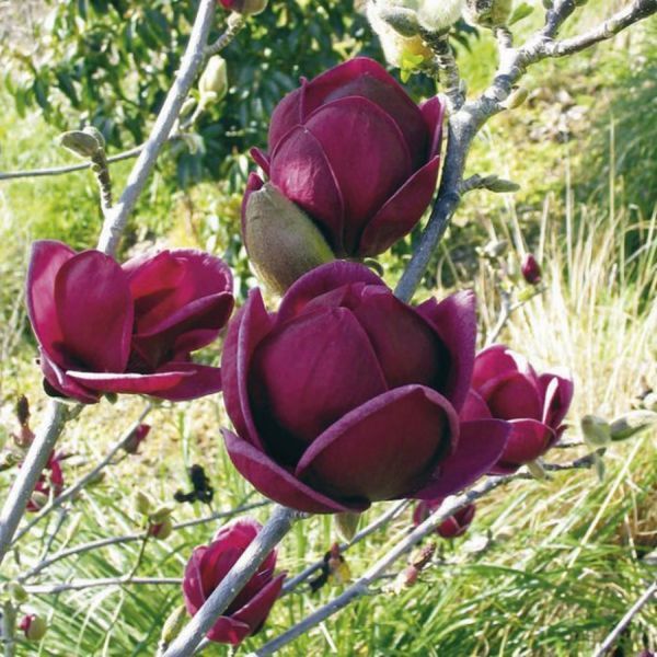 Магнолія Джені. (Magnolia Genie) С3 CS2893 фото