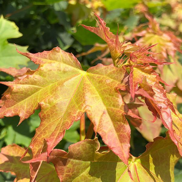 Клен гостролистий Глобозум. (Acer platanoides Globosum) ШТАМБ, 200/220см (ОКС)