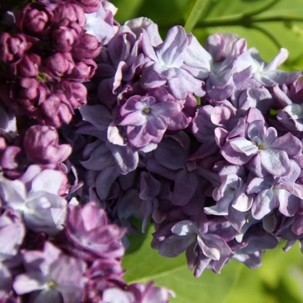 Сирень обыкновенная Тарас Бульба. (Syringa vulgaris Taras Bulba) CS2943 фото