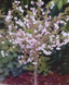 Слива японская (Сакура) Койо-но-май /Prunus incisa Kojou-no-mai - ШТАМБ 60-70см C10 R20676 фото 2