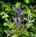 Вероника колосистая &laquo;Криста&raquo; (Veronica spicata &lsquo;Christa&rsquo;) C3 V10064 фото 2