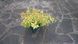 Спірея японська Голдфлейм (Spiraea japonica Goldflame) C3  V10407 фото 3