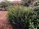 Тис середній Фармен. (Taxus media Farmen) С3 CS2390 фото 2