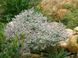 Кермек татарский. (Goniolimon tataricum) С2 CS1763 фото 3
