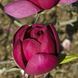 Магнолія Джені. (Magnolia Genie) С3 CS2893 фото 1