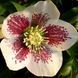 Морозник восточный БЕЛЫЙ точечный. (Helleborus) 5-летнее растение CS1863 фото 1