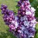 Сирень обыкновенная Тарас Бульба. (Syringa vulgaris Taras Bulba) CS2943 фото 1