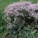 Кермек татарский. (Goniolimon tataricum) С2 CS1763 фото 1