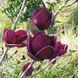 Магнолія Джені. (Magnolia Genie) С3 CS2893 фото 4