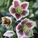 Морозник восточный БЕЛЫЙ точечный. (Helleborus) 5-летнее растение CS1863 фото 2