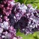 Сирень обыкновенная Тарас Бульба. (Syringa vulgaris Taras Bulba) CS2943 фото 2