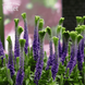Вероника колосистая &laquo;Криста&raquo; (Veronica spicata &lsquo;Christa&rsquo;) C3 V10064 фото 1