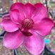 Магнолія Джені. (Magnolia Genie) С3 CS2893 фото 2