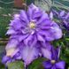 Клематис Даниэль Деронда. (Clematis Daniel Deronda) ІІ группа CS1713 фото 1