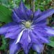 Клематис Даниэль Деронда. (Clematis Daniel Deronda) ІІ группа CS1713 фото 4