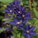 Клематис Даниэль Деронда. (Clematis Daniel Deronda) ІІ группа CS1713 фото 3