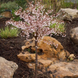 Слива японская (Сакура) Койо-но-май /Prunus incisa Kojou-no-mai - ШТАМБ 60-70см C10 R20676 фото 1