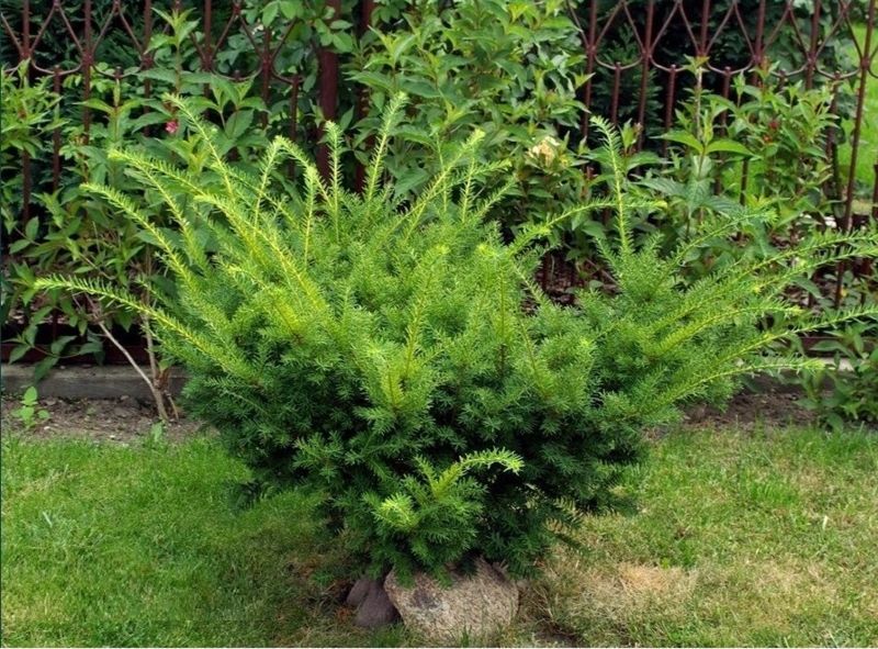Тис середній Фармен. (Taxus media Farmen) С3 CS2390 фото