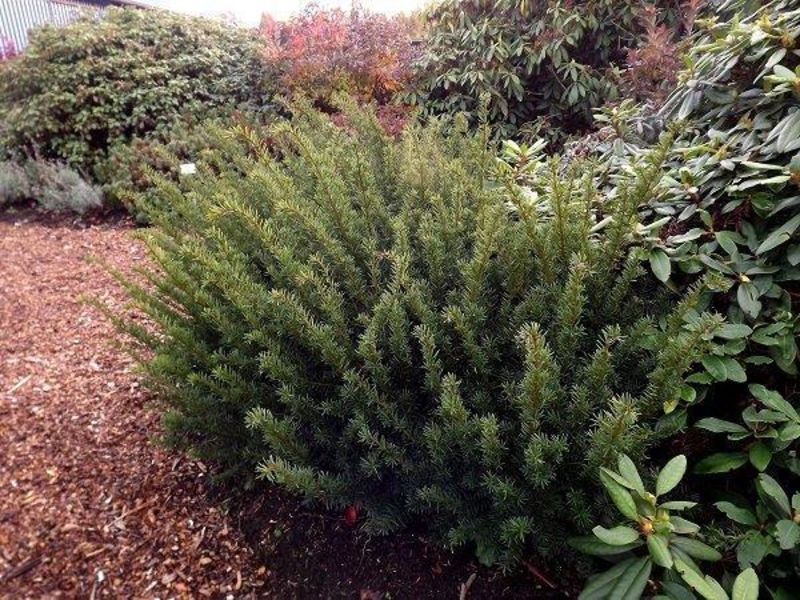 Тис середній Фармен. (Taxus media Farmen) С3 CS2390 фото