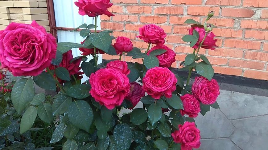 Троянда 4 вітрів/Ля роз де Катре Вен. (La Rose des 4 Vents) Флорібунда