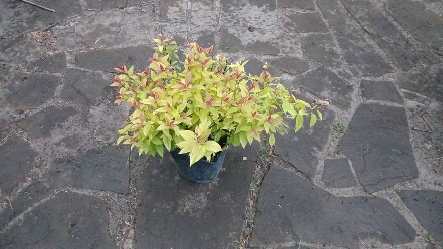 Спірея японська Голдфлейм (Spiraea japonica Goldflame) C3  V10407 фото