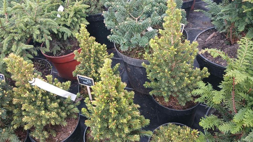 Ель канадская &laquo;Рейнбоуз Энд&raquo; (Picea glauca Rainbow's End) С3 R1748 фото