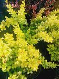 Барбарис Тунберг Марія. (Berberis thunbergii Maria) С3 CS2470 фото