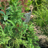 Можжевельник обыкновенный Грин Карпет. (Juniperus communis Green Carpet) С1 00016 фото