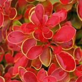 Барбарис Тунберга Корал/Мая. (Berberis thunbergii Coral Maja) Р9 V70214 фото