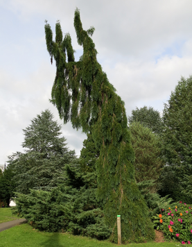 Кипарисовик нутканский Пендула. (Chamaecyparis nootkatensis Pendula) С7,5 CS2167 фото