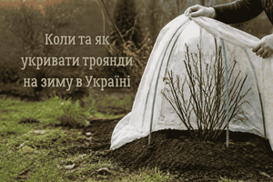 Коли та як укривати троянди на зиму в Україні фото