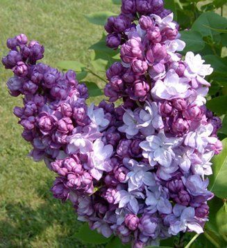 Сирень обыкновенная Тарас Бульба. (Syringa vulgaris Taras Bulba) ШТАМБ CS2970 фото