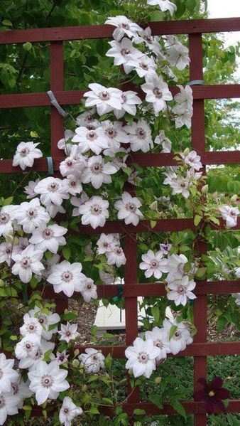 Клематис Мисс Бейтман. (Clematis Miss Bateman) ІІ группа
