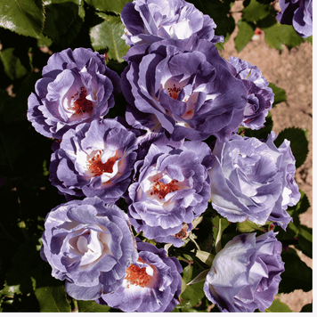Роза Blue for You (Блю фо Ю) &mdash; флорибунда в горшке 4л