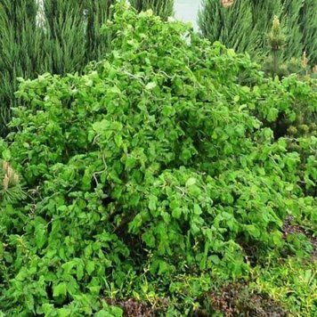 Лещина обыкновенная Конторта. (Corylus avellana Contorta) C15