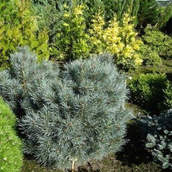 Сосна обыкновенная Шантри Блю. (Pinus sylvestris Chantry Blue) С10 CS2317 фото