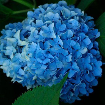 Гортензия крупнолистная Никко Блю. (Hydrangea macrophylla Nikko Blue) С3 CS2770 фото