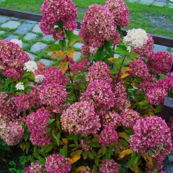 Гортензия метельчатая Бомбшелл. (Hydrangea paniculata Bombshell) С7,5; 5-летка CS2720 фото