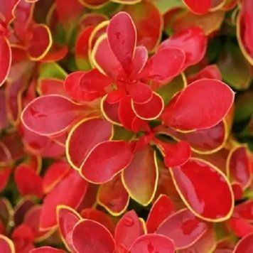 Барбарис Тунберга Корал/Мая. (Berberis thunbergii Coral Maja) Р9 V70214 фото