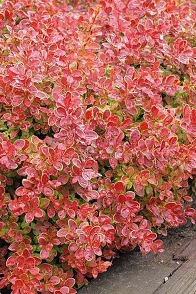 Барбарис Тунберга Корал/Мая. (Berberis thunbergii Coral Maja) Р9 V70214 фото