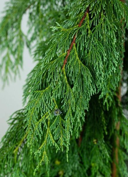 Кіпарисовик нутканський Пендула. (Chamaecyparis nootkatensis Pendula) С7,5 CS2167 фото