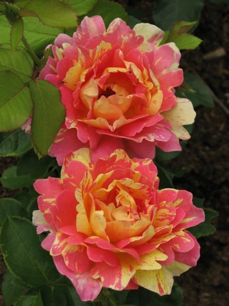 Троянда Роз Де Цистерсьєн. (Rose des Cisterciens) Шраб CS1540 фото
