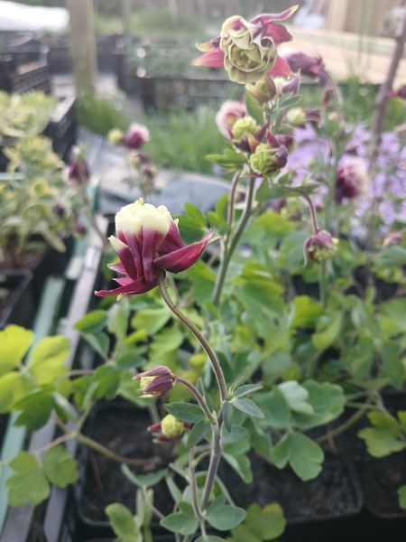 Аквілегія Winky Double Red & White (Aquilegia vulgaris) &mdash; водозбір махровий, контейнер Р9 V10101 фото