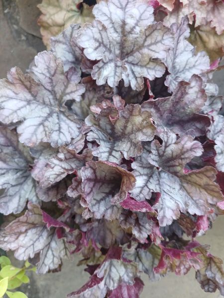 Гейхера Фраппе, Heuchera World Caffe Frappe С3 V64887 фото