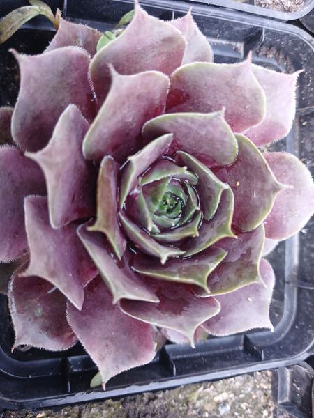 Молодило Перпл Бюти купить &mdash; Sempervivum Purple Beauty для рокария - 1 шт.