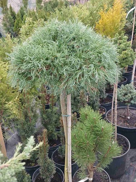 Сосна веймутовая Тини Керлс. (Pinus strobus Tiny Curls) на ШТАМБЕ CS2367 фото