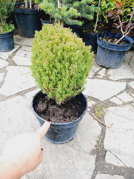 Туя західна Тедді. (Thuja occidentalis Teddy) С3 CS2417 фото