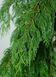 Кіпарисовик нутканський Пендула. (Chamaecyparis nootkatensis Pendula) С7,5 CS2167 фото 5