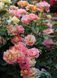 Троянда Роз Де Цистерсьєн. (Rose des Cisterciens) Шраб CS1540 фото 5